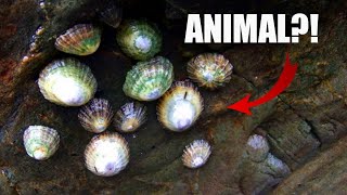 Limpet Facts ANIMAL or ROCK 🐌 Animal Fact Files [upl. by Gylys]