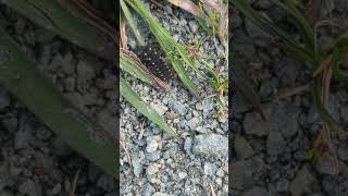 Glow Worm larva at Carlton Marshes Suffolk [upl. by Rutter]