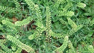 Lepidium virginicum como fertilizante [upl. by Gerianne]