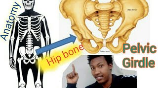 የ ዳሌ አጥንት Pelvic GirdleHip bone Anatomy [upl. by Hanus]