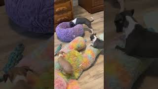 5 week old marchwind italian greyhound puppies see more at wwwmarchwindigsnet [upl. by Beutler]