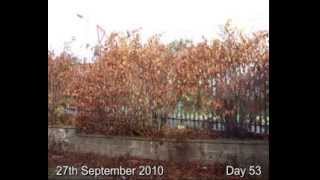 IVMs Japanese Knotweed Eradicating FAST System Video 1 [upl. by Etneciv769]