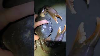 紫色に変色している大きめの【ノコギリガザミ】カキの殻付きで21kgでした🦀The goal is to have a large Mudcrab that exceeds 3kg [upl. by Akelahs]