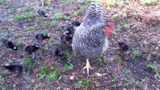 Barred Rock Hen with 13 babies [upl. by Eldnik]