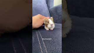 Agouti color baby guinea pig 🙂 guineapigs guineapigcage guineapig guineapiggies guineapiggy [upl. by Andel]