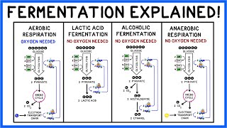 Fermentation Lactic Acid Alcohol amp Glycolysis [upl. by Rosamond]