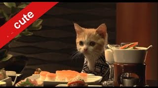 Cats CM Japan Tripじゃらんの猫ＣＭ 「にゃらん 師匠と弟子の旅の巻 まとめ [upl. by Aniratak]