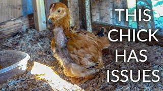 MY CHICK CANT WALK Feet Curled  Baby Chick B12 Deficiency Symptoms and Treatment [upl. by Ynneg]