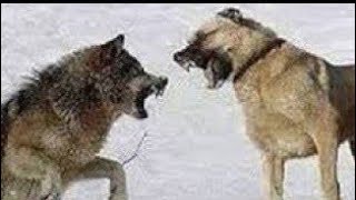 Kangal vs Wolf Attacks  Wolves Attack Livestock Animals 2024  kangal vs wolf attack [upl. by Calbert]