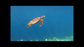 Best snorkelling Ellaidhoo Maldives By Cinnamon 2022 March [upl. by Irisa743]