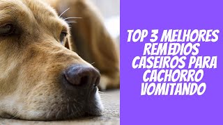 Top 3 Melhores Remédios Caseiros Para Cachorro Vomitando [upl. by Lednek]