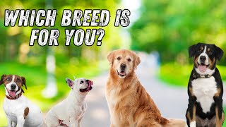 Choosing the Right Dog Breed for Your Lifestyle [upl. by Thay951]