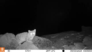 Zeldzame Andeskat vastgelegd op cameratraps 2024 03  Copyright Andean Cat Allianze AGA [upl. by Enirual]