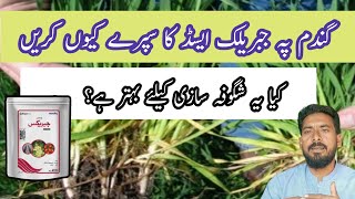 gibberellic acid function in plants When to spray Gibberellins on wheat plants Arshad Ali [upl. by Wettam]