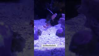 The best reef hack A shrimp and goby pair Yasha Goby and Randalls pistol shrimp reeftank fish [upl. by Henarat]