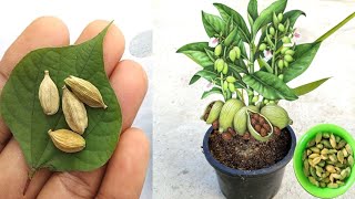 Tips for growing Cardamom from seeds how to grow elaichi [upl. by Oyam3]