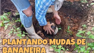 COMO PLANTAR MUDAS DE BANANEIRAS [upl. by Kaspar]