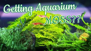 AQUARIUM MOSS Inspiration Mosses you should definitely try [upl. by Katuscha]