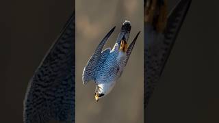 Peregrine Falcon 390 kmh  World Fastest Bird [upl. by Falo]