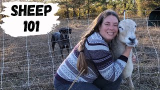 Beginners Guide to Raising Sheep  How to Raise Your Own Lamb [upl. by Medwin]