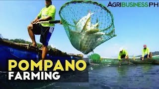 Pompano Farming  How to manage Pompano Aqua Farm  Agribusiness Philippines [upl. by Cynth213]