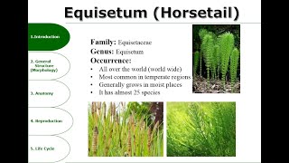 Equisetum  Occurrence Morphology Anatomy Reproduction Importance [upl. by Mandell]