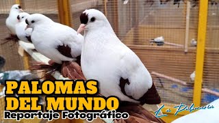 Palomas de Fantasía Ornamentales y Exóticas 🐦 v06 [upl. by Ibloc133]