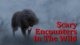 Three Scary Encounters in the Wild [upl. by Gillmore]