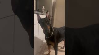 Konuşan Doberman 😂 doberman köpek dog dobermanlove [upl. by Saref]