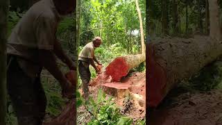 mahogany tree cutting [upl. by Conover636]