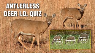 How to Identify Antlerless Deer in the Field Plus 18Deer Quiz [upl. by Jezabella]