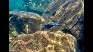 Swimming With Cichlids  Ophthalmotilapia ventralis  Chimba [upl. by Beasley]