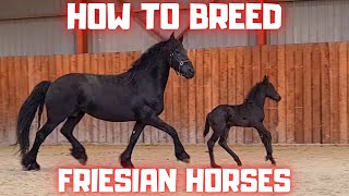 How to breed Friesian horses I explain [upl. by Annehcu]