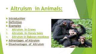 ALTRUISM IN ANIMALS [upl. by Ahar]