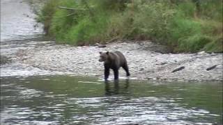 Grizzly Bear Atnarko River eating Salmon5 [upl. by Samalla20]