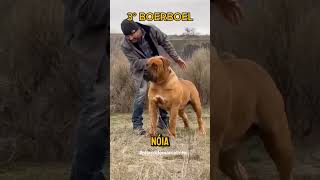 Cães que o satanás tem medo 🐕 [upl. by Atirhs633]