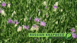 Weed Of The Week 1067 Russian knapweed Air Date 91618 [upl. by Nolrev]