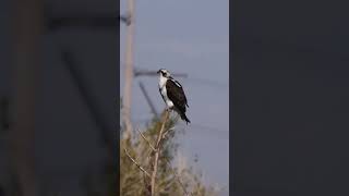 Osprey birds wildlife [upl. by Ardnua]