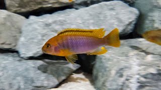 NEW 55 Gallon AFRICAN CICHLID TANK Rusty Cichlids [upl. by Ayikan722]