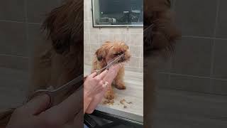 Trimming a dogs face with scissors Shorkie ShihTzuYorkie dog grooming without restraints [upl. by Torres]