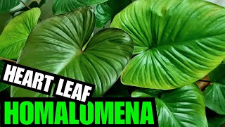 All You Need To Know About The Homalomena Rubescens [upl. by Xeno]