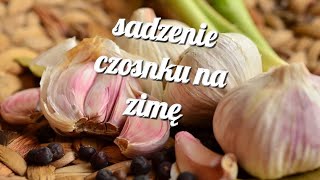 sadzenie czosnku na zimę [upl. by Ashok]