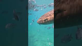 Mergulhando ao lado de tubarõeslixa em Fernando de Noronha gopro ocean shark nature [upl. by Safoelc]