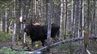 Chasse à lorignal à larc  Bow moose hunting in Quebec [upl. by Newberry]