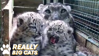 Snow Leopard Cub Squeaks Are Beyond Cute [upl. by Yerdua]