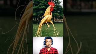 Amazing chicken😲🥶 respect funny shorts [upl. by Lesko]