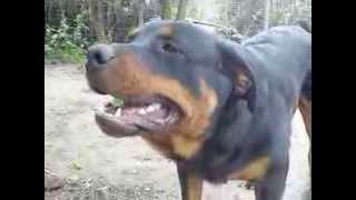 rottweiler ladrando  El Mao [upl. by Newberry]