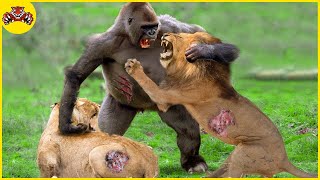 Crazy Revenge 30 Times Mother Gorilla Fights Enemies To Protect Her Baby  Animal Fights [upl. by Howund177]