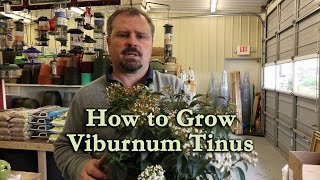 How to grow Viburnum Tinus Spring Bouquet Viburnum [upl. by Nywde]