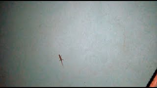 Video 207 Liberando a gecko enlutado Lepidodactylus lugubris [upl. by Netsud]